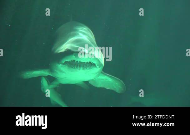 Female Shark Mouth And Teeth With Baby Shark Stock Video Footage - Alamy