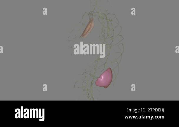 Organ Under Left Rib spleen is a small organ that sits inside your left rib cage, just above ...