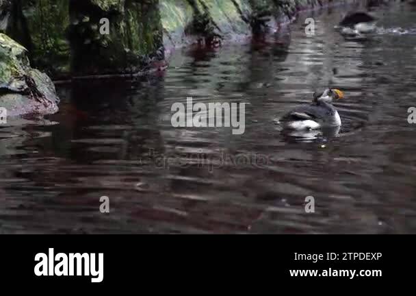 Atlantic puffin beak open Stock Videos & Footage - HD and 4K Video ...