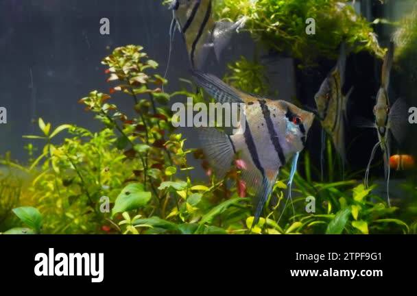 Vulnerable creatures Stock Videos & Footage - HD and 4K Video Clips - Alamy