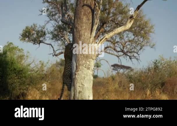 Leopard climb a tree Stock Videos & Footage - HD and 4K Video Clips - Alamy