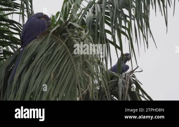 Biggest macaw Stock Videos & Footage - HD and 4K Video Clips - Alamy