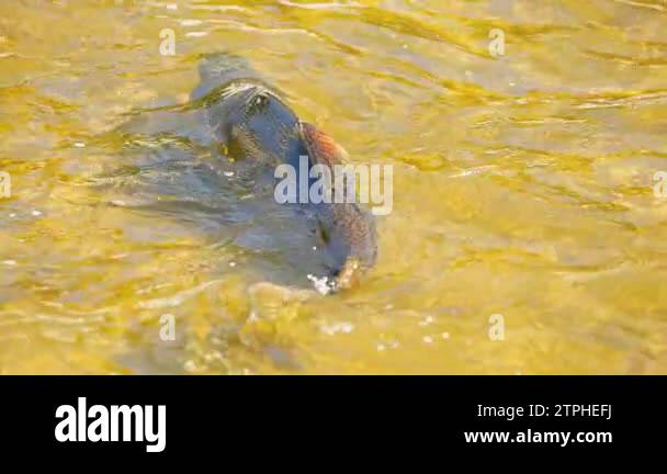 Atlantic or Chinook salmon going up Ganaraska river upstream for spawn ...