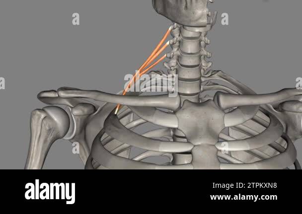 The scalenus posterior is the smallest of the scalene muscles Stock ...