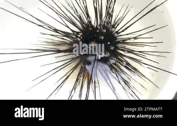 Sea urchins in Thailand. Caught up by divers for details and movements