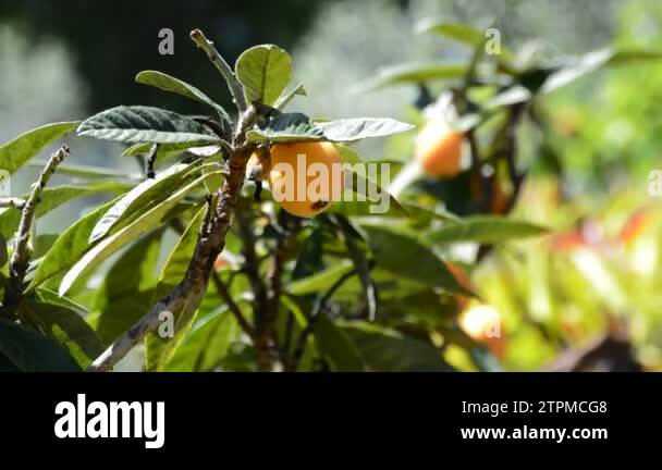 Natural loquat fruit branch tree Stock Videos & Footage - HD and 4K ...