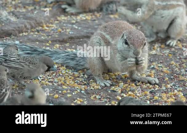 Squirrels mammals rodents Stock Videos & Footage - HD and 4K Video