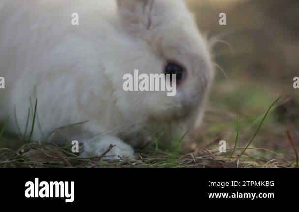 White rabbit in summer forest Stock Videos & Footage - HD and 4K Video ...