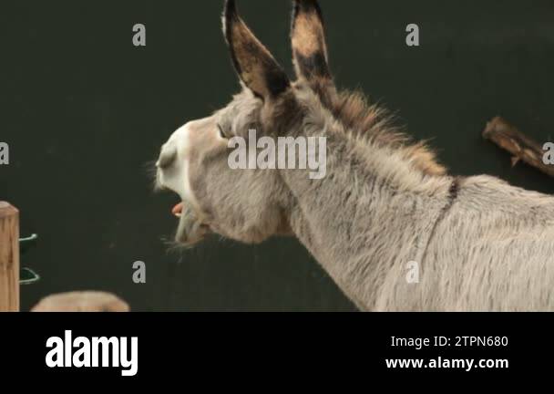 Braying donkey Stock Videos & Footage - HD and 4K Video Clips - Alamy