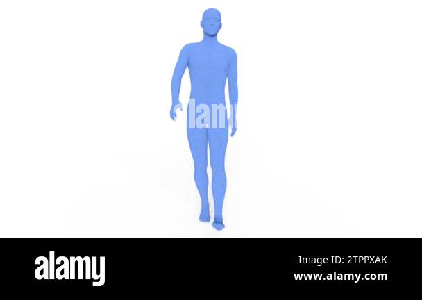 3 Body Rendering Male body / 3D CG rendering of a male body Stock Video Footage - Alamy