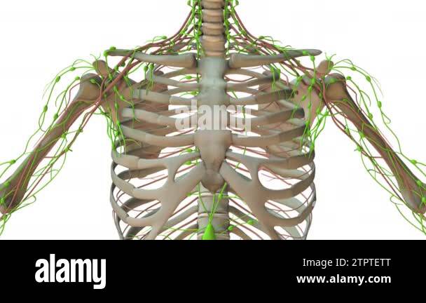 Anatomy of the Human Lymphatic System Stock Video Footage Biology Diagrams