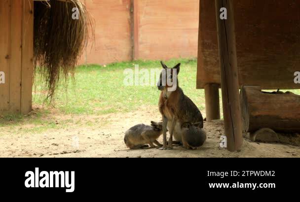 Patagonian mara breastfeeding its cubs Dolichotis patagonum Patagonian ...