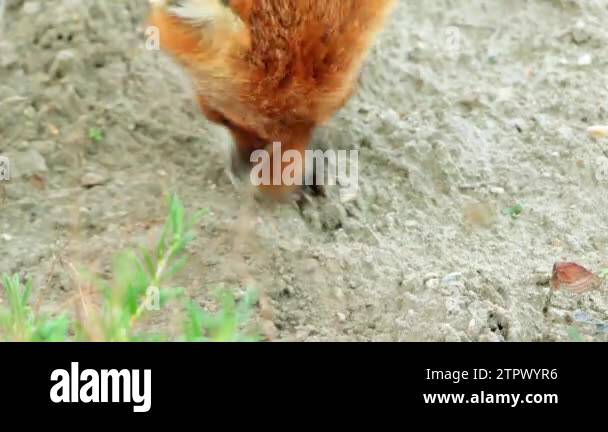 Red fox in the wild habitats. The red fox (Vulpes vulpes), largest of ...