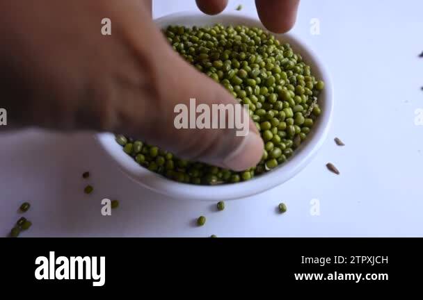 Mung bean. It's other names Vigna radiata,green gram,maash, mung,monggo ...