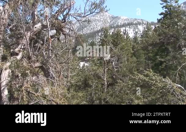 Trees landscape Stock Videos & Footage - HD and 4K Video Clips - Alamy