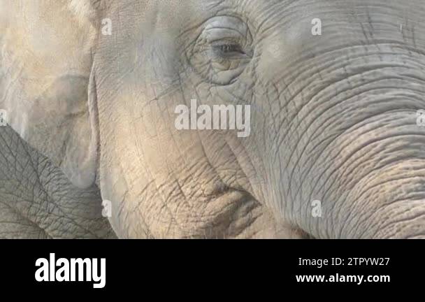 Large southeast asian species Stock Videos & Footage - HD and 4K Video ...