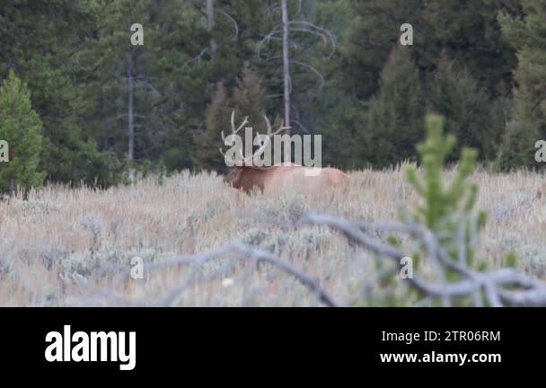 Bull elk (Cervus canadensis) walking behind cows in Grand Teton ...