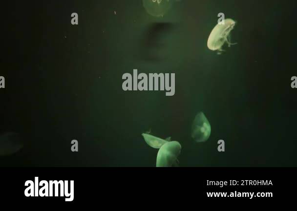 Jellyfish dancing in light Stock Videos & Footage - HD and 4K Video ...