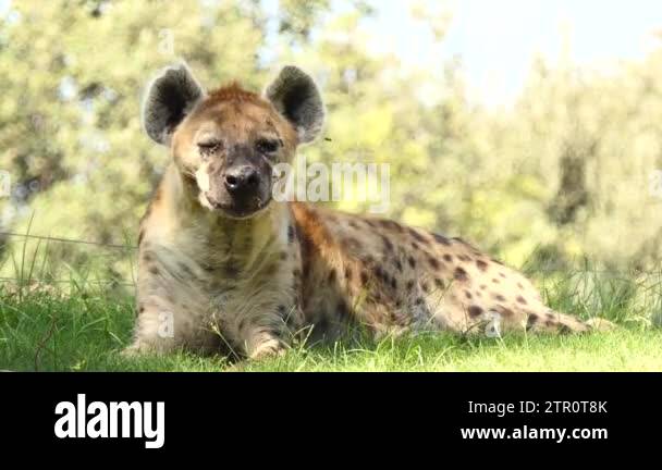 Spotted hyena (Crocuta crocuta), laughing hyena, is species of hyena