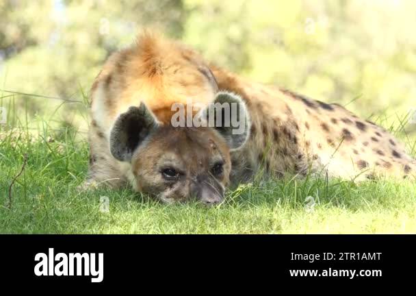 Spotted hyena (Crocuta crocuta), laughing hyena, is species of hyena