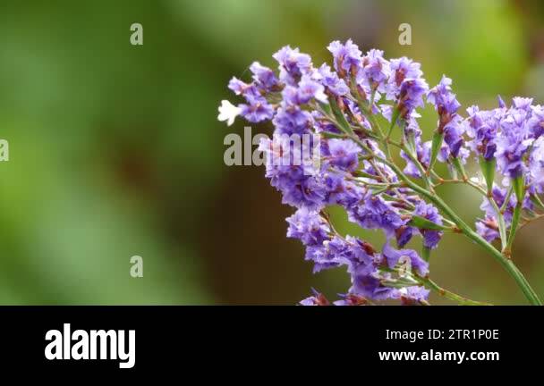 Limonium sventenii, Limonium is a genus of 120 flower species. Members