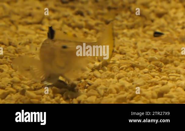 Sting fish Stock Videos & Footage - HD and 4K Video Clips - Alamy