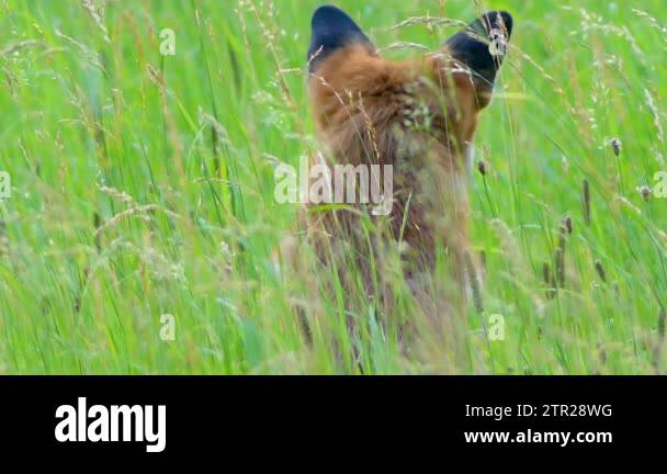 Red fox in the wild habitats. The red fox (Vulpes vulpes), largest of ...