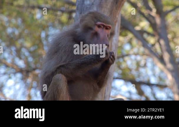 Monkey eating peanuts Stock Videos & Footage - HD and 4K Video Clips ...