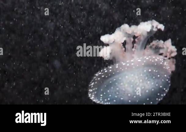 Phyllorhiza punctata is species of jellyfish, also known as floating ...