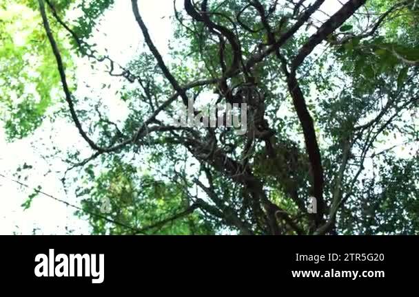 Climbing plants hanging from branches tropical trees in rainforest low ...