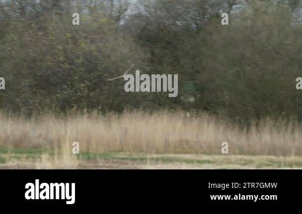 Nesting raptor Stock Videos & Footage - HD and 4K Video Clips - Alamy