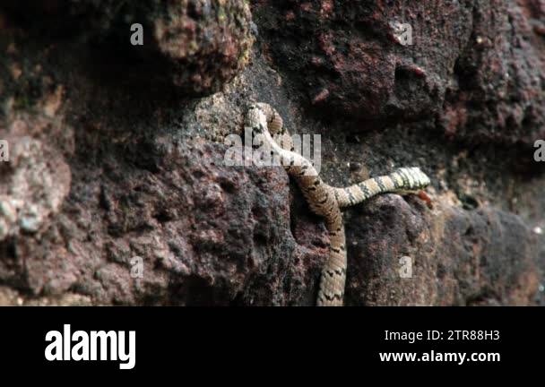 Ornate flying snake Stock Videos & Footage - HD and 4K Video Clips - Alamy