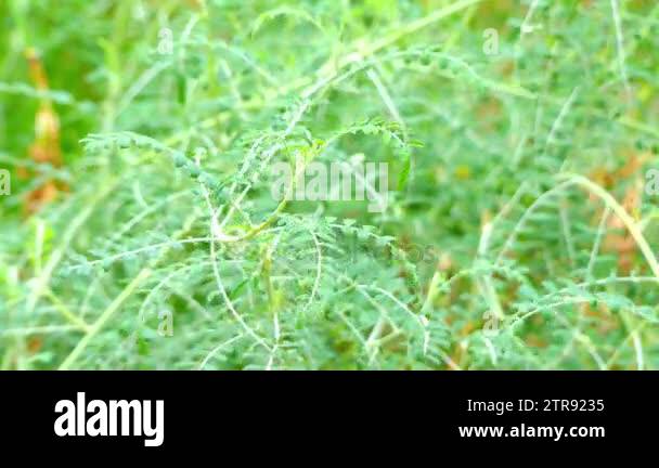Rare SUTHERLANDIA FRUTESCENS 3 Seeds UK SELLER