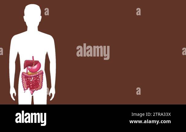 Digestive system with stomach ache HD animation Stock Video Footage - Alamy