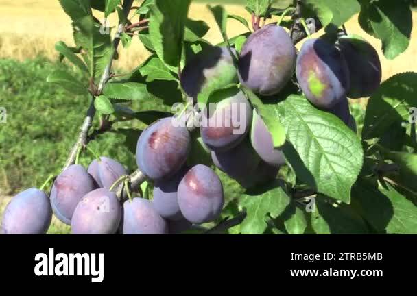 Plum Prunus domestica, variety Jojo, tree orchard homegrown, fruits ...