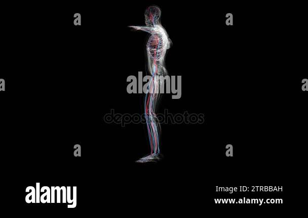 Human anatomy. The anatomical model of a human circulatory system is ...