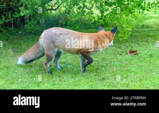 Red fox in the wild habitats. The red fox (Vulpes vulpes), largest of ...