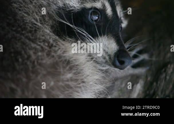 Raccoon curiosity Stock Videos & Footage - HD and 4K Video Clips - Alamy