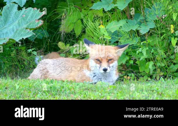 Red fox in the wild habitats. The red fox (Vulpes vulpes), largest of ...