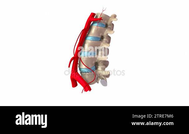 Lumbar spine arteries system Stock Videos & Footage - HD and 4K Video ...