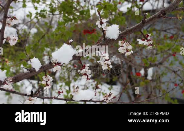 Rare phenomenon. Snow in spring. Branches of the Blossoming apple tree ...