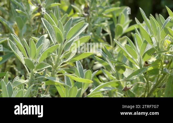 Salvia officinalis sage garden sage common sage perennial evergreen ...
