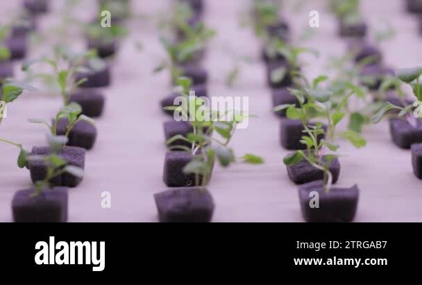 Hydroponics method of growing plants in water. UV grow lights for ...