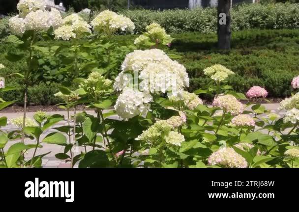 Hydrangea or hortensia is a genus of 7075 species of flowering plants ...
