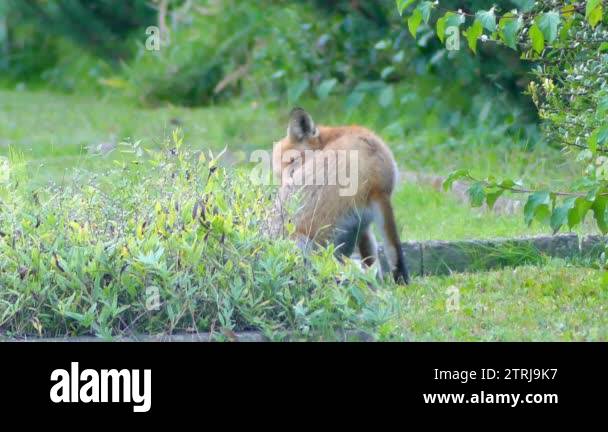 Red fox in the wild habitats. The red fox (Vulpes vulpes), largest of ...