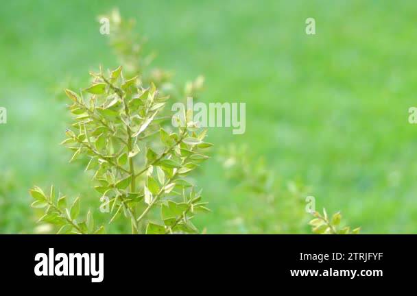 Friut tree Stock Videos & Footage - HD and 4K Video Clips - Alamy