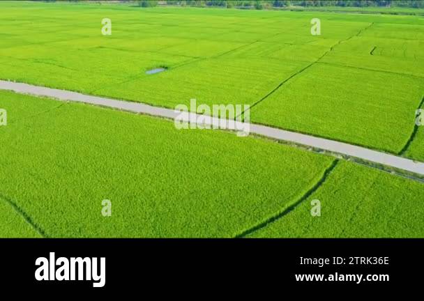 rice fields divided to plots by water channels and pathways Stock Video ... Biology Diagrams