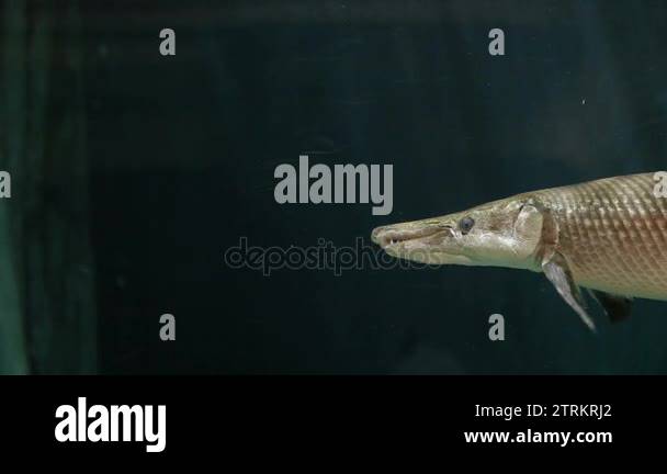 Alligator gar Atractosteus spatula , the ray-finned euryhaline fish ...