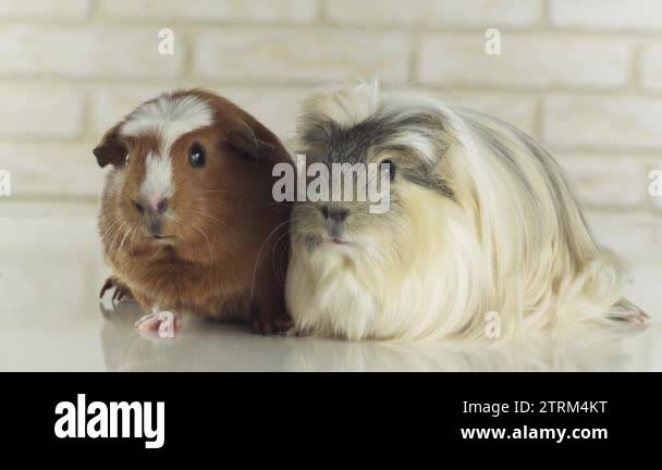 Coronet guinea pigs Stock Videos & Footage - HD and 4K Video Clips - Alamy