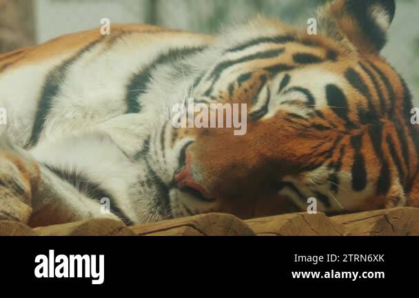 National animal of bangladesh Stock Videos & Footage - HD and 4K Video ...